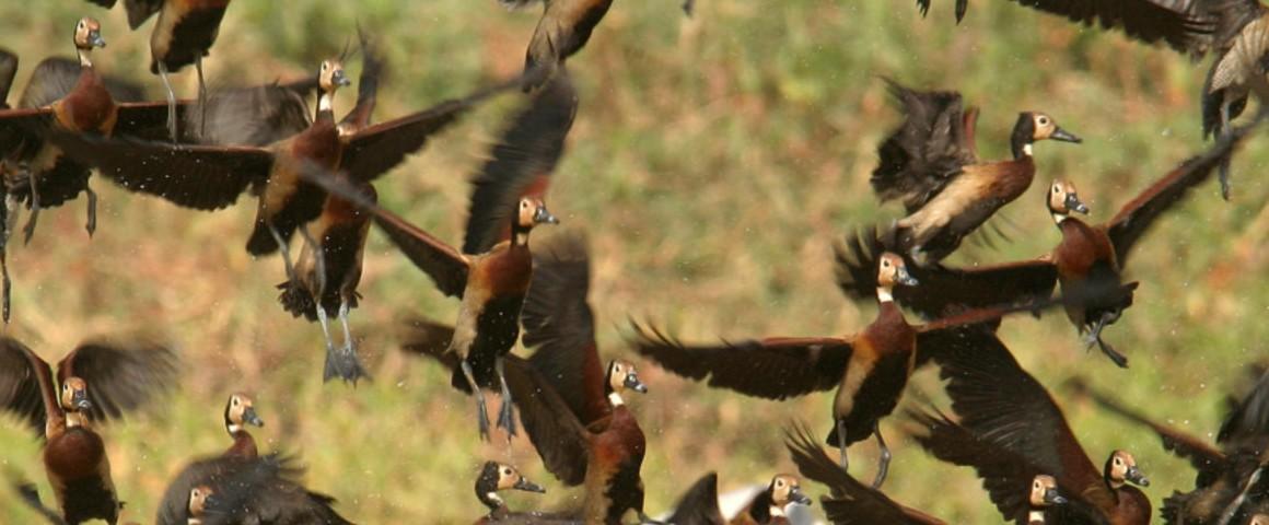 Les oiseaux sauvages (ici, dendrocygnes veufs sur le fleuve Niger) peuvent être sources de maladies transmissibles aux élevages de volailles puis aux éleveurs, comme la grippe aviaire © D. Cornelis, Cirad